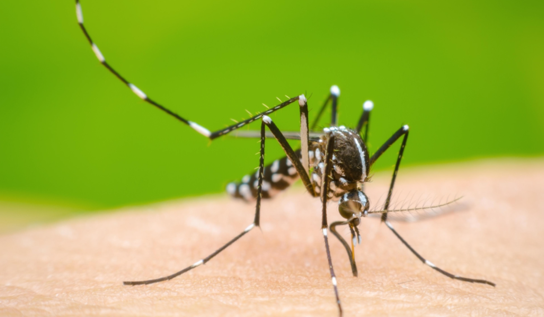 Alerta por dengue en Nuevo León van 12 fallecidos